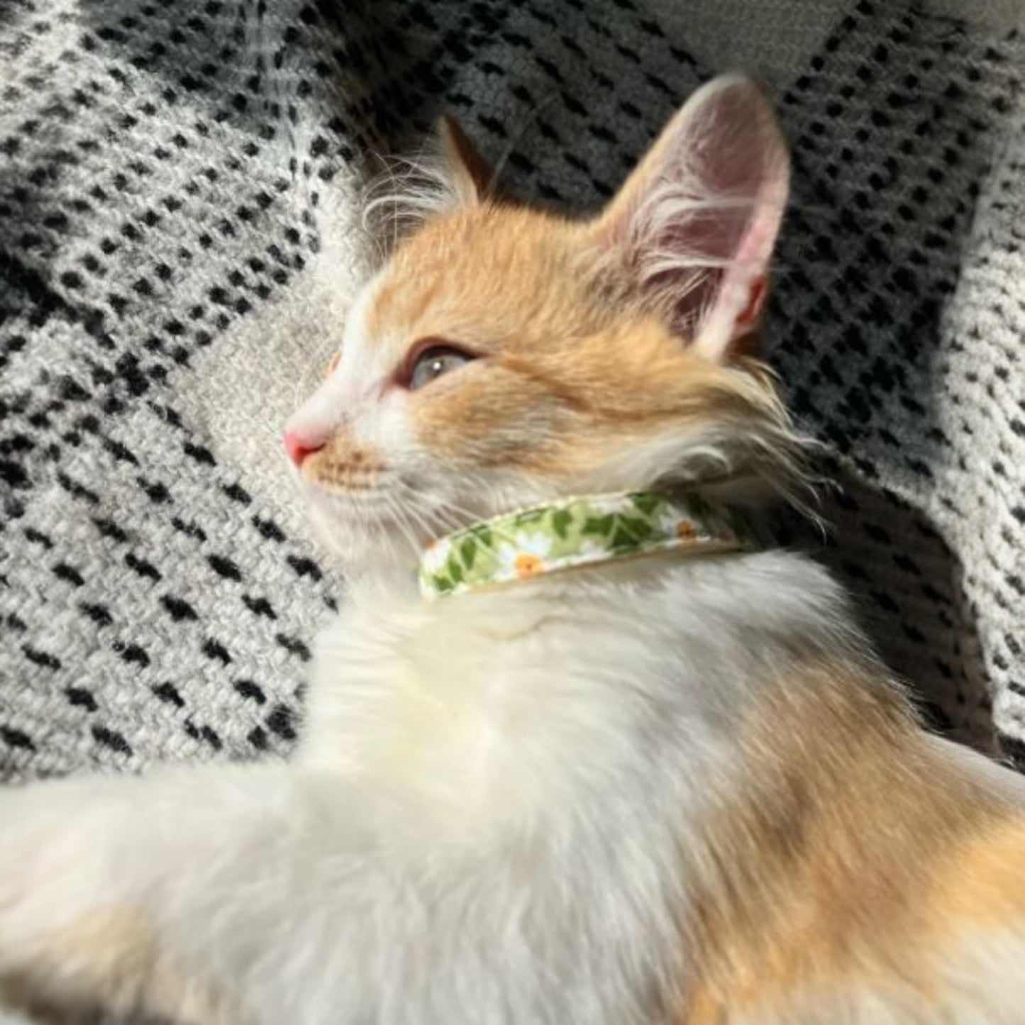 Collares Bandana