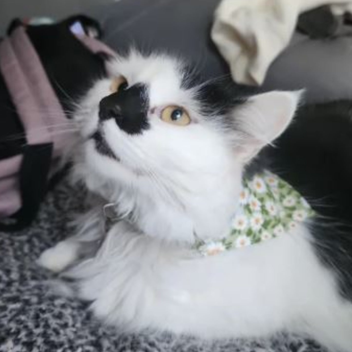 Collares Bandana