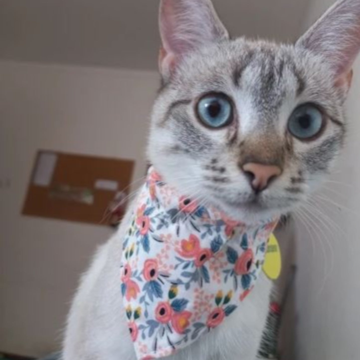 Collares Bandana