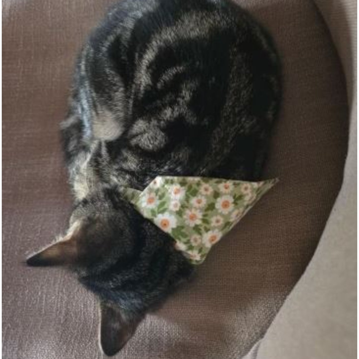 Collares Bandana